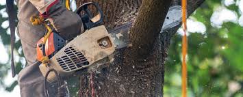 Reliable Mcconnellsburg, PA  Tree Services Solutions