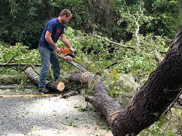 How Our Tree Care Process Works  in  Mcconnellsburg, PA