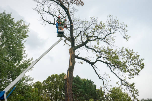 Best Tree Trimming and Pruning  in Mcconnellsburg, PA