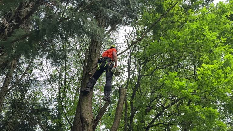 Best Arborist Consultation Services  in Mcconnellsburg, PA