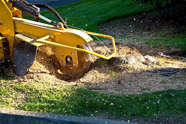 Best Hedge Trimming  in Mcconnellsburg, PA