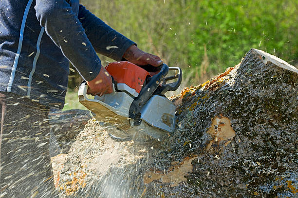 Best Leaf Removal  in Mcconnellsburg, PA